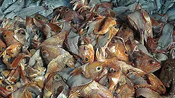 seafood-industry